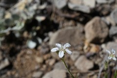 Eremogone capillaris