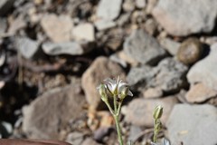 Eremogone capillaris