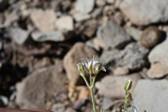 Eremogone capillaris