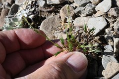 Eremogone capillaris