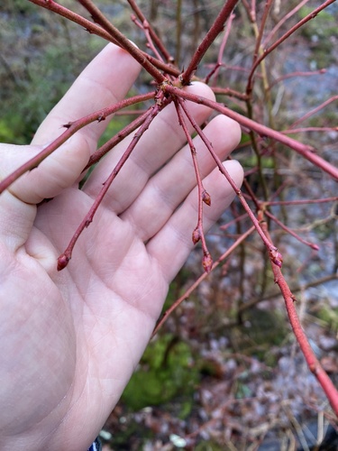 Mirtilo