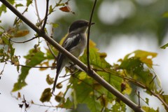 Hemipus picatus picatus
