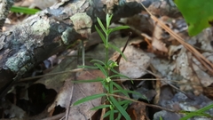 Galium uniflorum