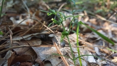 Galium uniflorum