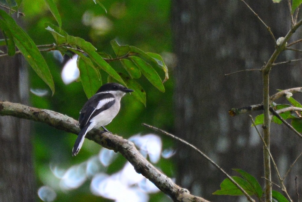 Bar-Winged Flycatcher-Shrike