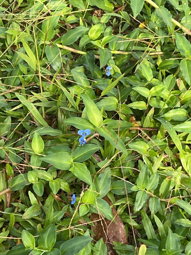 Foto de Trapoeraba