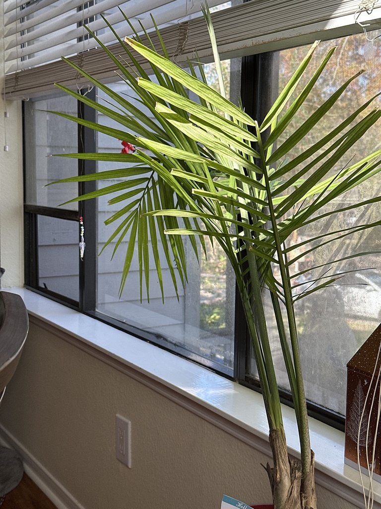 Majesty Palm