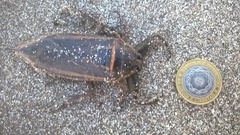 Lethocerus annulipes
