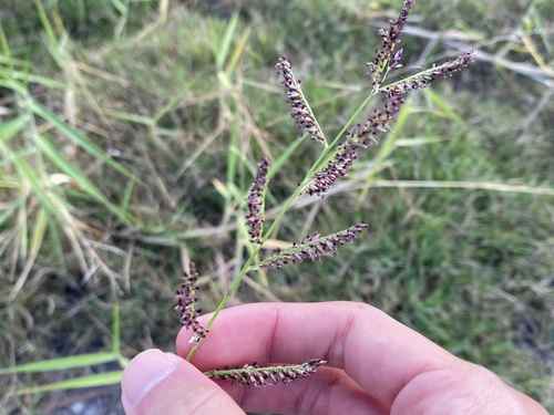 Urochloa mutica observed 2025-01-01