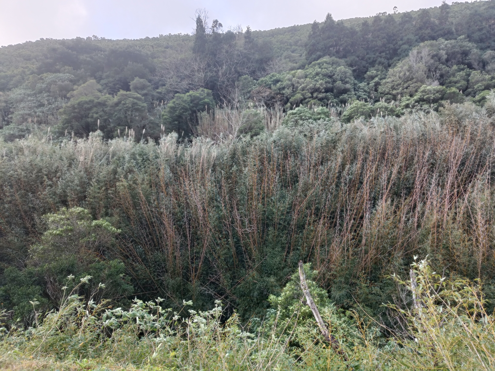 Imagem de Bambu-mossô