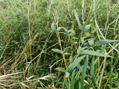 Foto de Bambu-mossô