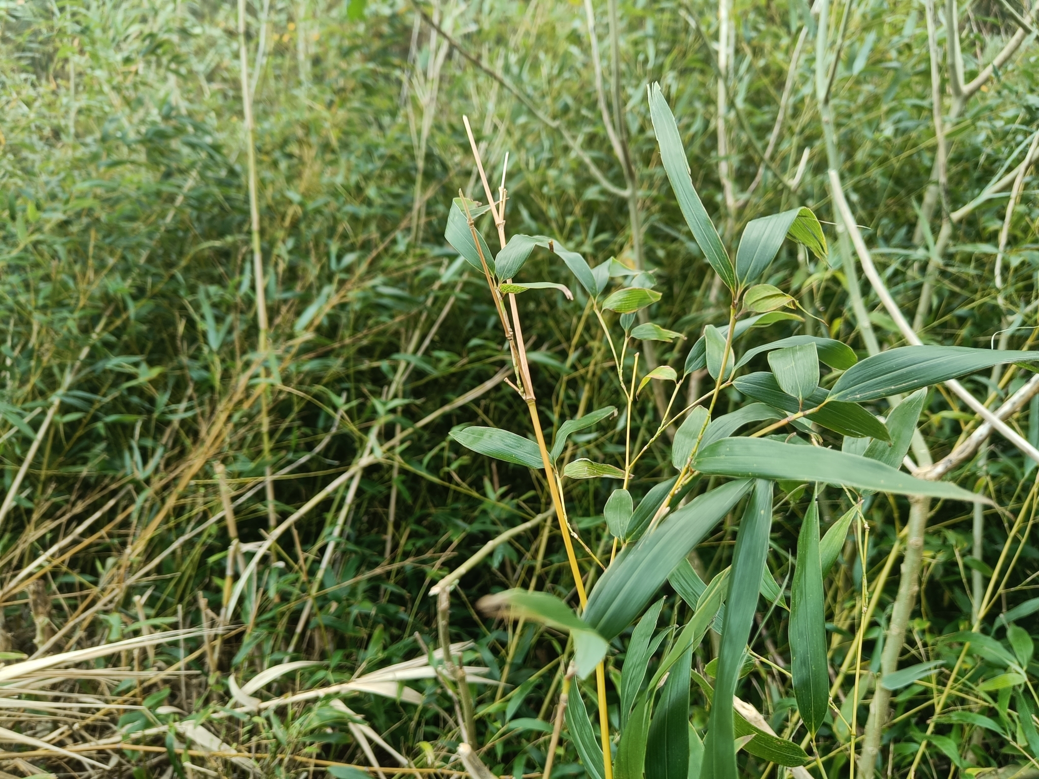 Imagem de Bambu-mossô