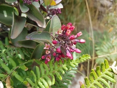 Santalum haleakalae