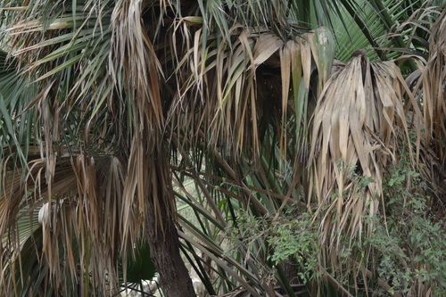 Palmeira-mexicana