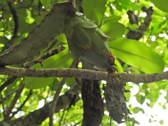 Selenicereus ocamponis