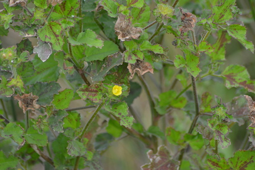 Malva-branca