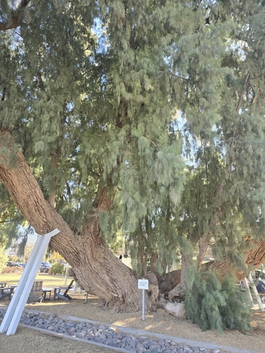 Tamarisco