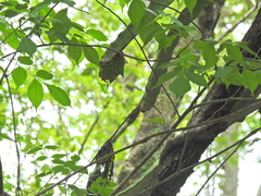 Selenicereus ocamponis