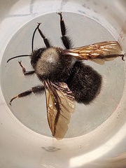 Bombus funebris