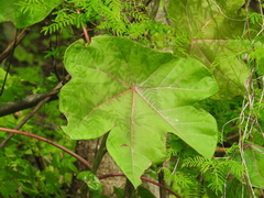 Jatropha peltata