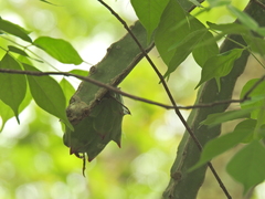 Selenicereus ocamponis