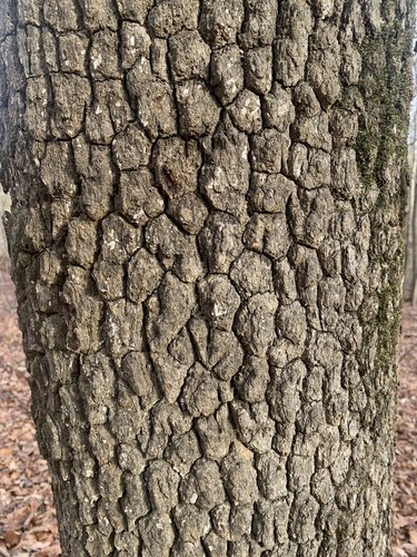 Foto de Caqui