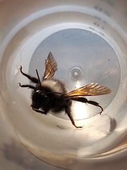 Bombus funebris