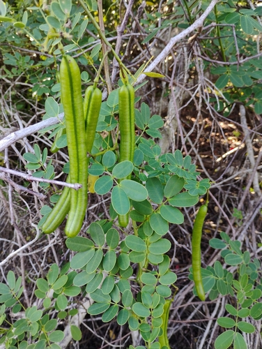 Foto de Canafístula