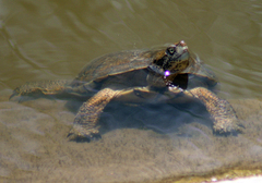 Actinemys marmorata pallida