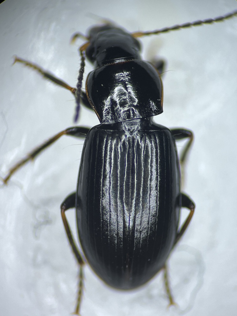 Conforming Harp Ground Beetle