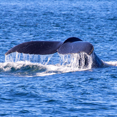 Humpback Whale photographed in Maine