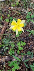 Aquilegia chrysantha