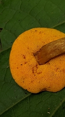 Aureoboletus auriflammeus