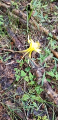 Aquilegia chrysantha