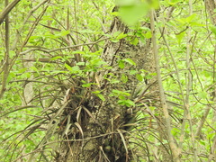 Encyclia adenocarpa