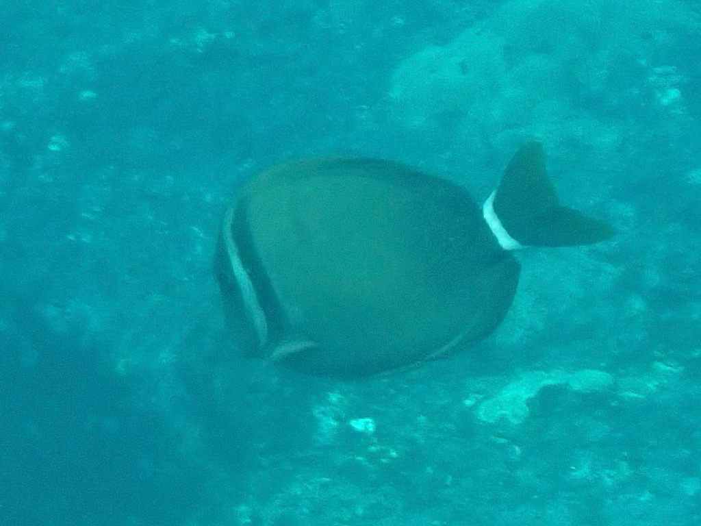 Head-band Surgeonfish