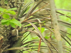 Encyclia adenocarpa