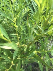 Lysimachia terrestris