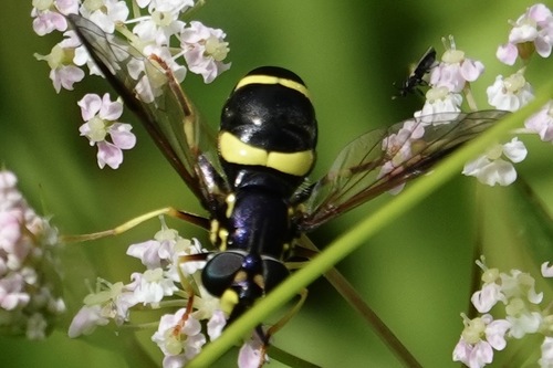 two-banded wasp hoverfly, Imst District, Austria, photo 8 of 10