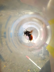 Bombus coccineus