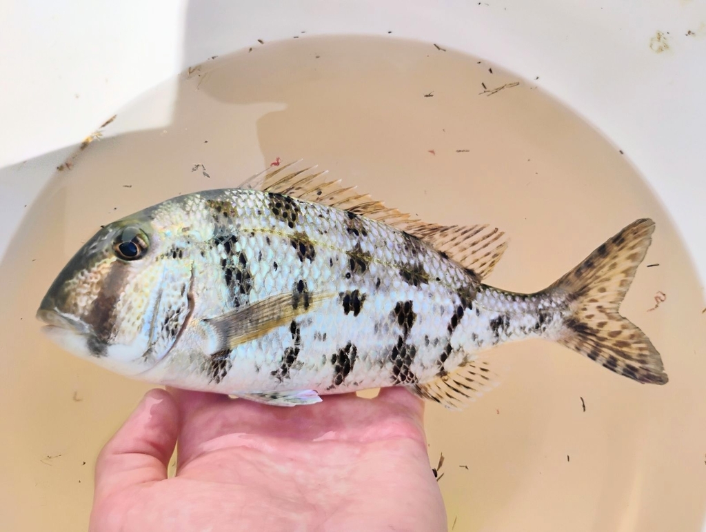 grass porgy
