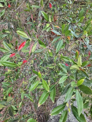 Foto de Mirtilo-da-Nova-Zelândia