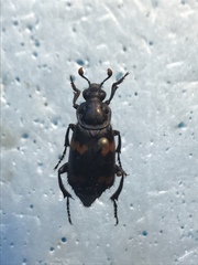 Nicrophorus sayi