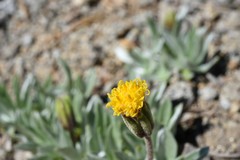 Raillardella argentea