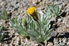 Raillardella argentea