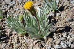 Raillardella argentea