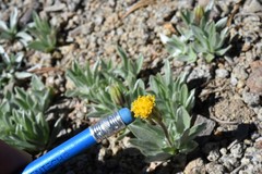 Raillardella argentea