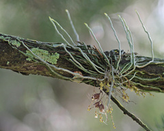 Dendrophylax porrectus