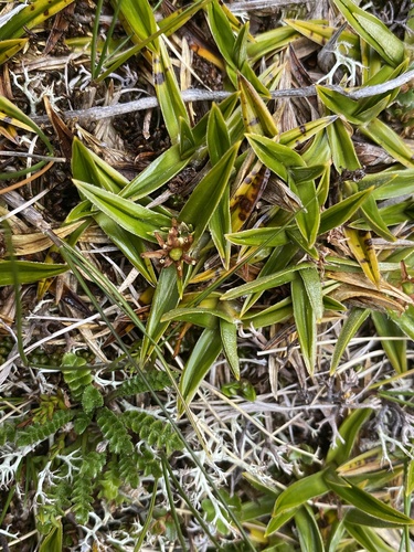 Astelia pumila (Astelia pumila)