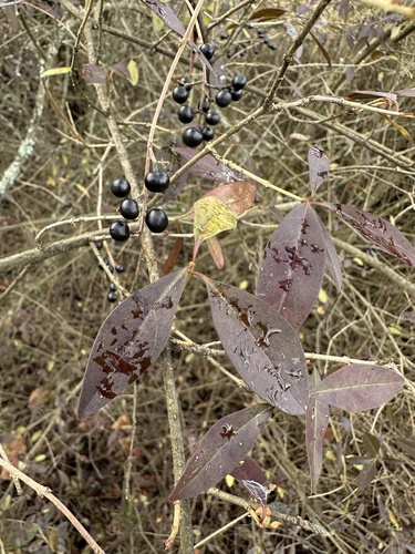 Foto de Ligustro